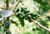What Does Coffee Processing Actually Mean for Your Coffee?