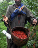 The Many, Many People Who Help Get Your Coffee to You