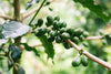  What does coffee processing actually mean for your coffee? 