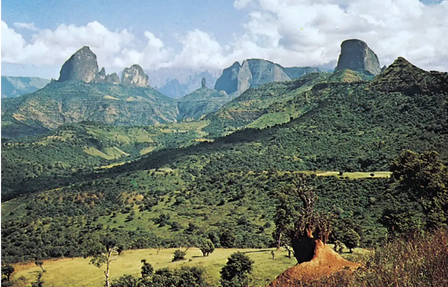 Ethiopian Coffees